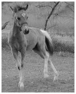 miniature horses for sale Ojai ventura california