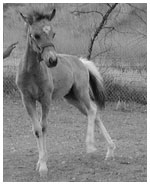 mini horses duchess pygmy goats for sale