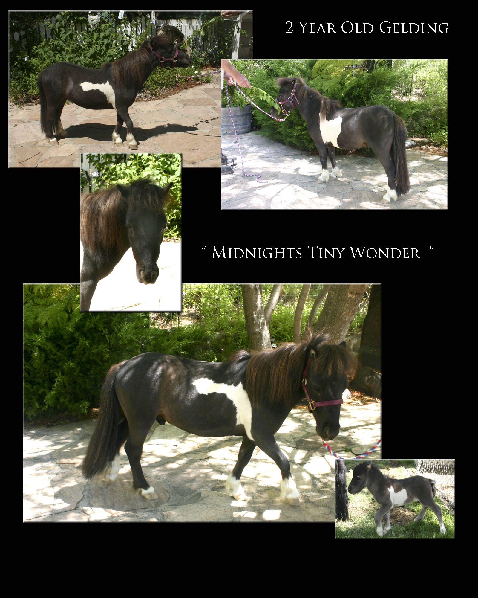 Pony Creek Ranch Ojai California miniature horses and pygmy goats for