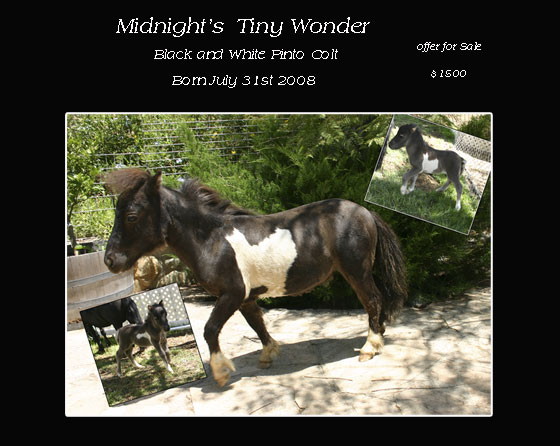 Wonder miniature horse for sale Ventura Ojai