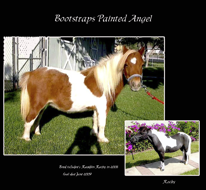 Angel Miniature Horse Ventura Los Angeles Ojai 